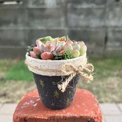 ☆送料無料☆♡そのまま飾れる♡クリスマス☆トナカイの多肉植物寄せ