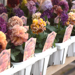 希少 レア【北島園芸さん】ニチニチソウ 「モネアンティーク」ビンカ