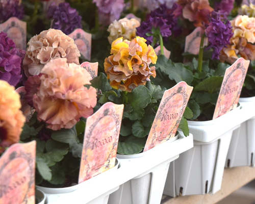 サトウ園芸さん】パンジー「アントワネット-ロココ-」花苗 花 苗