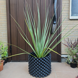 大きめ パールアカシア ポット苗M ミモザ苗 オージープランツ 盆栽