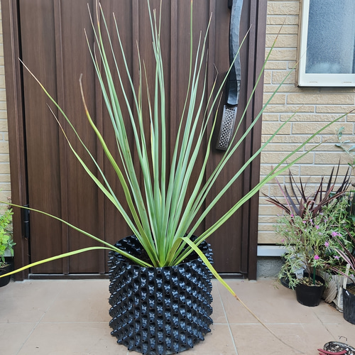 ノリナ ネルソニー エアーコンテナポット鉢植え 南国風 ドライガーデン