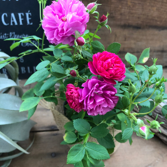 スィートチャリオット♡四季咲き♡ミニバラ♡スィートチャリオット 1枚目の画像