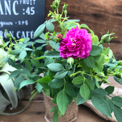 スィートチャリオット♡四季咲き♡ミニバラ♡スィートチャリオット 6枚目の画像