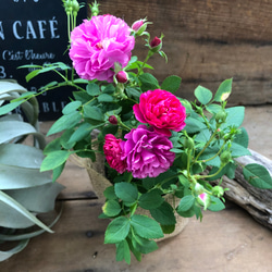 スィートチャリオット♡四季咲き♡ミニバラ♡スィートチャリオット 5枚目の画像