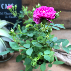 スィートチャリオット♡四季咲き♡ミニバラ♡スィートチャリオット 2枚目の画像