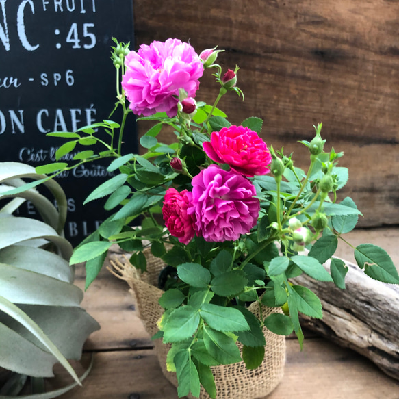 スィートチャリオット♡四季咲き♡ミニバラ♡スィートチャリオット 3枚目の画像