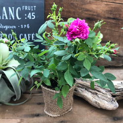 スィートチャリオット♡四季咲き♡ミニバラ♡スィートチャリオット 7枚目の画像