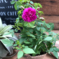 スィートチャリオット♡四季咲き♡ミニバラ♡スィートチャリオット 4枚目の画像