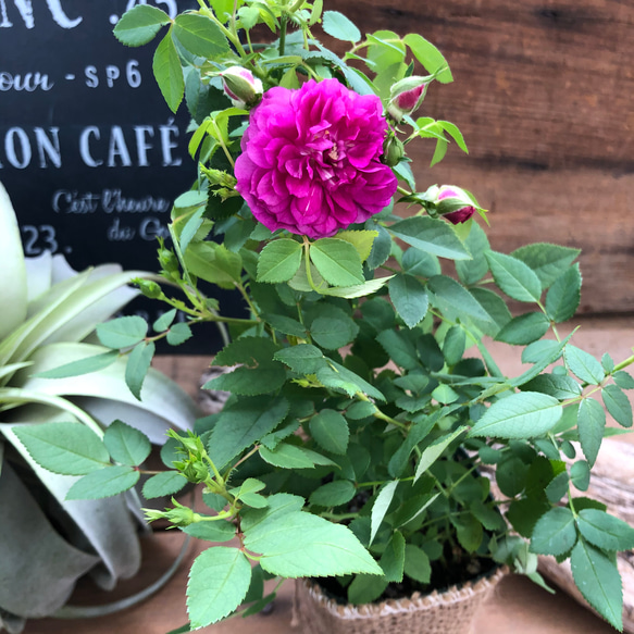 スィートチャリオット♡四季咲き♡ミニバラ♡スィートチャリオット 4枚目の画像