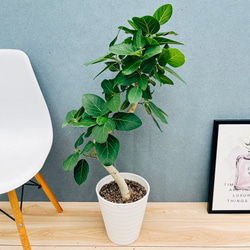 現品］【希少】かっこいい！ 4番 ドラセナ コンシンネ マジナータ