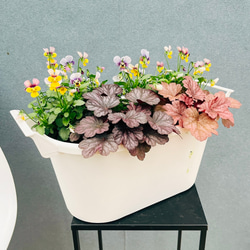 現品］【珍しい】6番 奄美姫ソテツ 盆栽造り 約7号 蘇轍 観葉植物