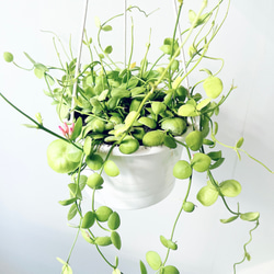 9/22撮影】極希少 フィカスランフィ 大型 曲がり 一点もの その他