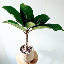 【一点限定】ドラセナ ヴィクトリア Lサイズ 透き通るような美しさ 観葉植物 一点限定】ドラセナ ヴィクトリア Lサイズ 透き通るような美しさ 観葉植物