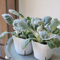 ひ*ー様 アガベ アテナータ 幹立ち株 葉先90cm 白鉢付き 観葉植物 ドライ ひ*ー様 アガベ アテナータ 幹立ち株 葉先90cm 白鉢付き 観葉