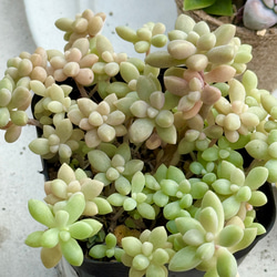 デレッセーナ（2-13）＊エケベリア＊多肉植物＊抜き苗 多肉植物 ＊N