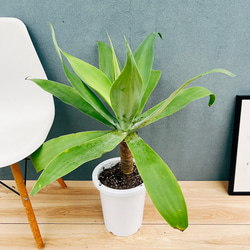 現品］【希少】かっこいい！ 4番 ドラセナ コンシンネ マジナータ