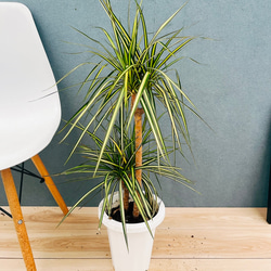 現品］【希少】かっこいい！ 4番 ドラセナ コンシンネ マジナータ