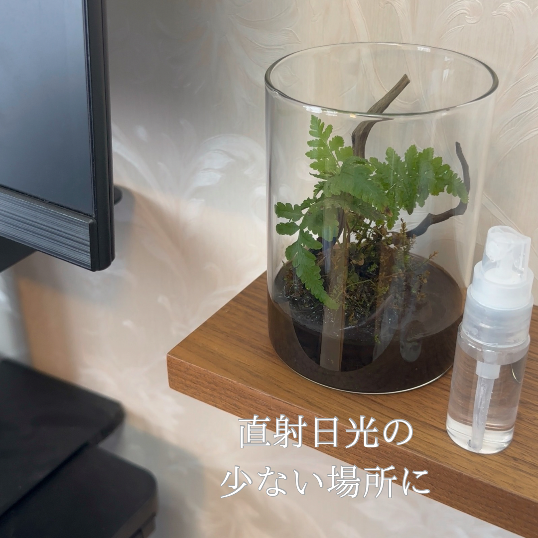 【一点物】アートテラリウム〜水鏡〜「影樹の息吹」(完成品・フタ付き)約10cm