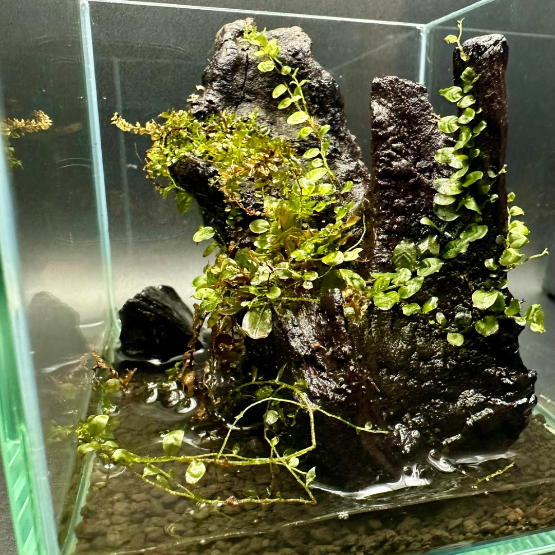 【一点物】アートテラリウム〜水鏡〜「影樹の息吹」(完成品・フタ付き)約10cm