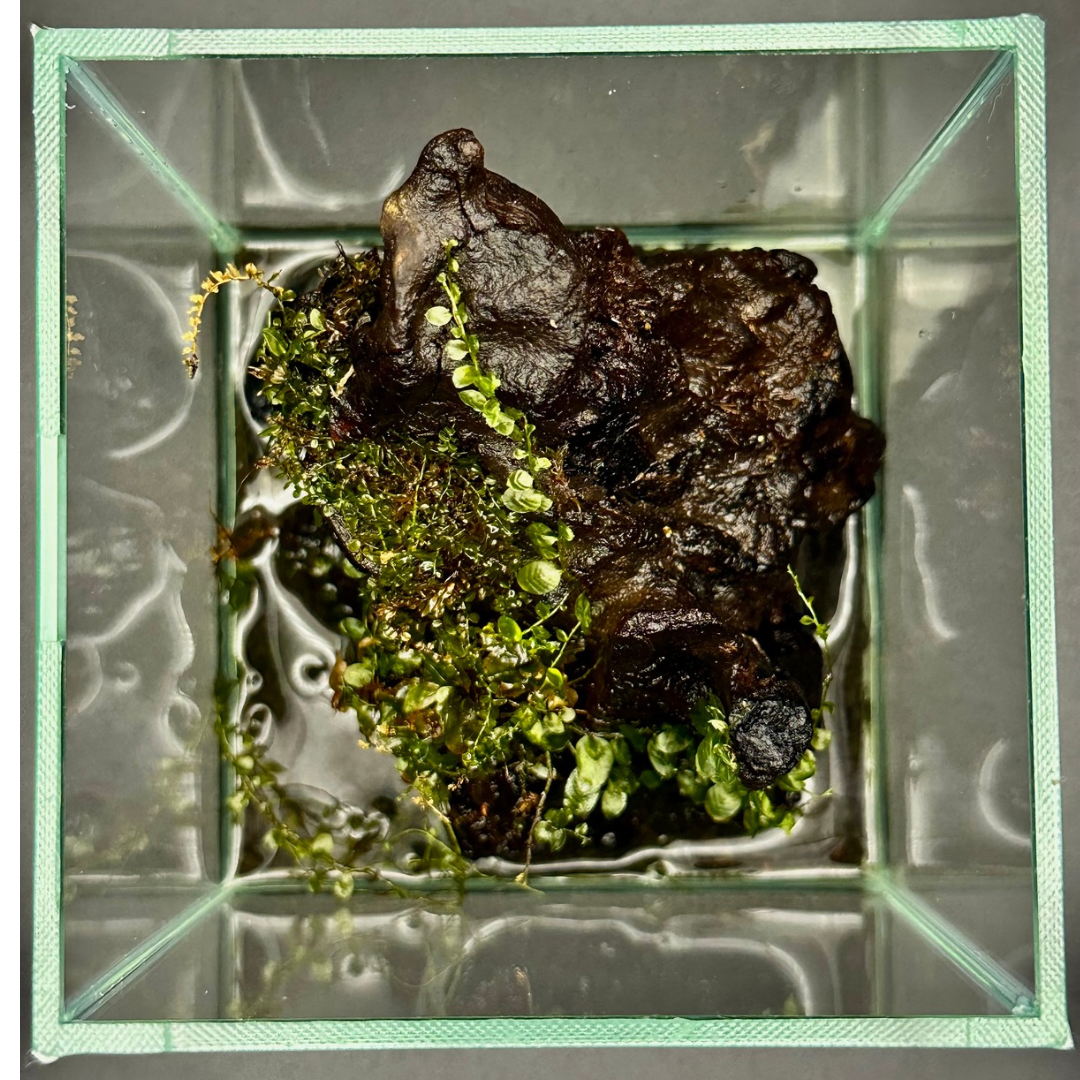 【一点物】アートテラリウム〜水鏡〜「影樹の息吹」(完成品・フタ付き)約10cm