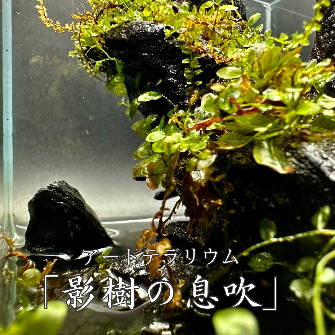 【一点物】アートテラリウム〜水鏡〜「影樹の息吹」(完成品・フタ付き)約10cm