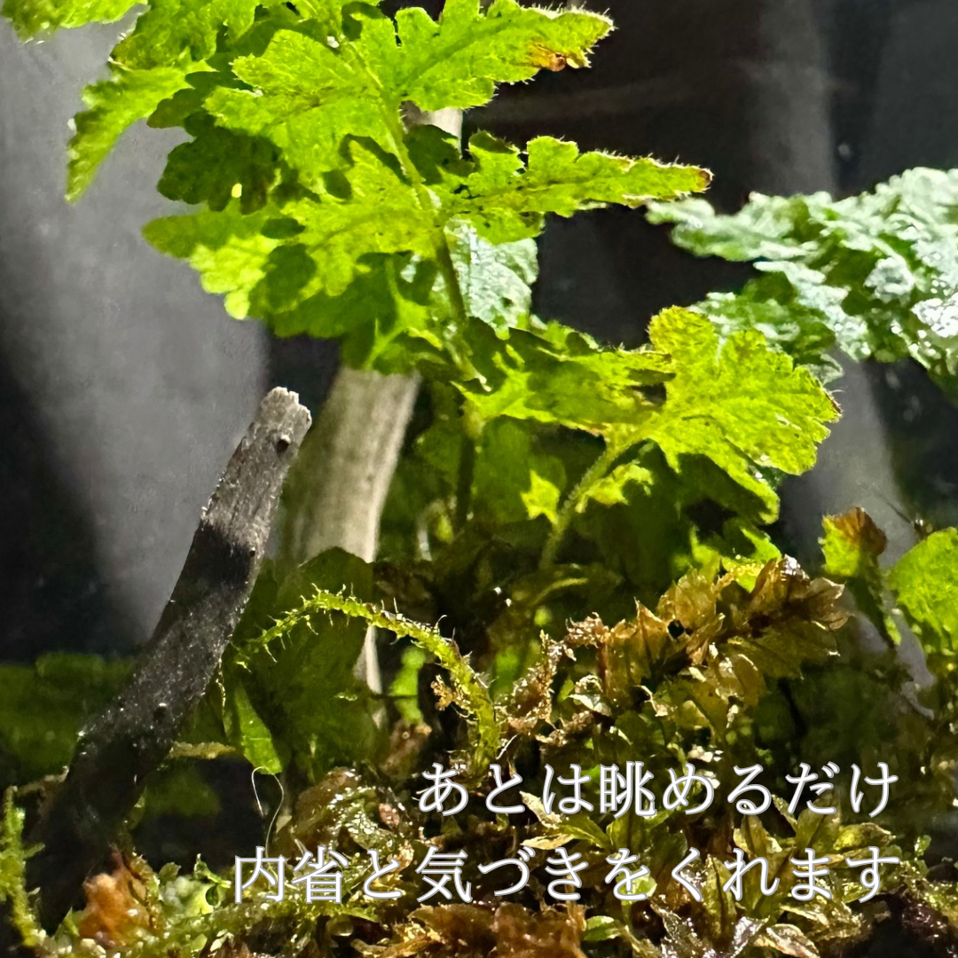 【一点物】アートテラリウム〜水鏡〜「影樹の息吹」(完成品・フタ付き)約10cm