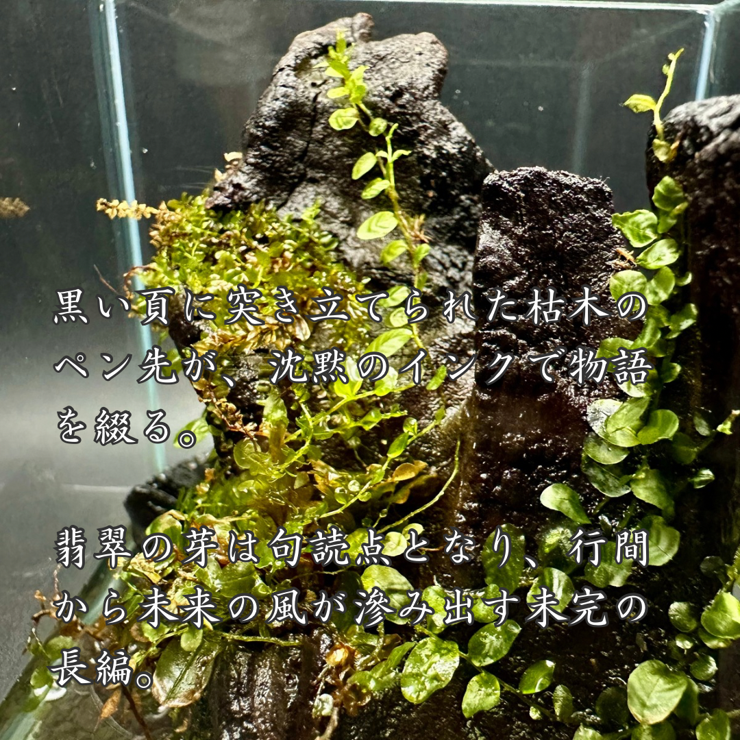 【一点物】アートテラリウム〜水鏡〜「影樹の息吹」(完成品・フタ付き)約10cm