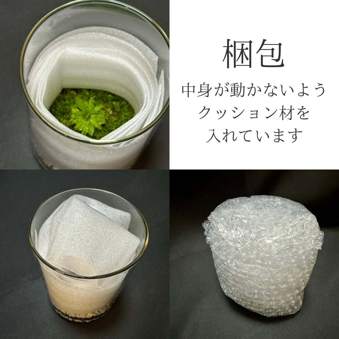 【一点物】アートテラリウム〜水鏡〜「影樹の息吹」(完成品・フタ付き)約10cm