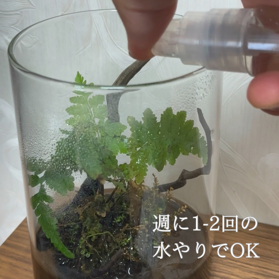 【一点物】アートテラリウム〜水鏡〜「影樹の息吹」(完成品・フタ付き)約10cm