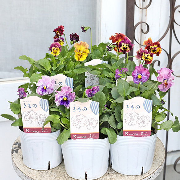 花苗 フリルパンジー きもの 3.5号 パステル おしゃれ よく咲く 和風