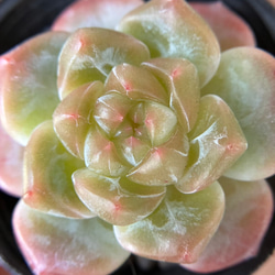 多肉植物 リトープス 紫巴里玉（ぱりぎょく） 1.2cm 抜き苗 1株 多肉