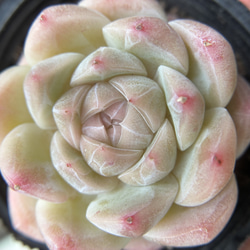 専用❤️速達付き同梱-850円多肉植物　リトープス 白曲 c244無紋 　鉢のまま 3661be3b6fd36e860986dd66182e2b