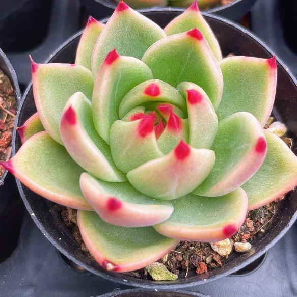 多肉植物 エケベリア ブルードラゴン 4cm 抜き苗 1株 多肉植物 愛多肉