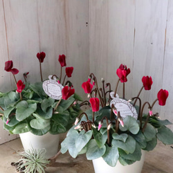 現品♡絶滅種♡ヒメオニソテツ♡ エンセファラルトス ホリダス♡ 現品♡絶滅種♡ヒメオニソテツ♡ エンセファラルトス ホリダス