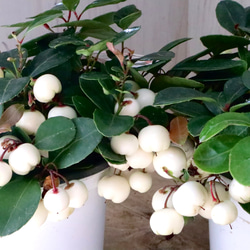 立派♡トキワマンサク♡七彩♡8寸鉢♡ アートフラワー nico flowers