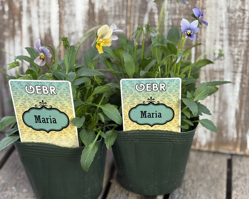 マリアの目が花 ゲブラナガトヨさん ビオラ 「ミステリアスマリア」 その他素材 Comu