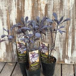 オージープランツ＊ダーウィニア「オキシリピス」 花が素敵 その他素材