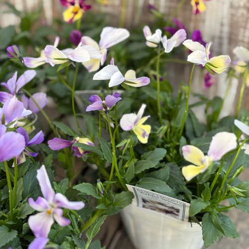 ロカハーツ「ラビットウィングス」Flower heartsさん その他素材 Comu