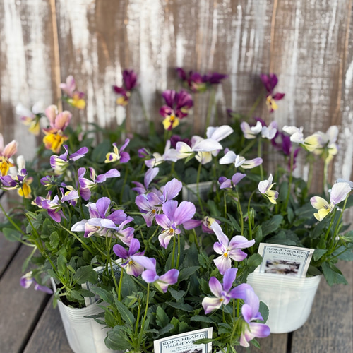 ロカハーツ「ラビットウィングス」Flower heartsさん その他素材 Comu