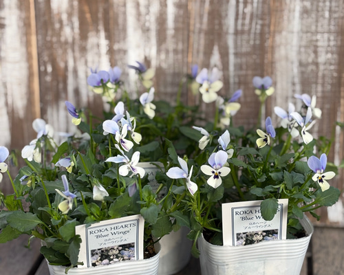 996f584e712734f916ce816631706d