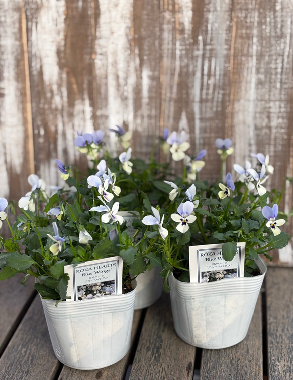 ロカハーツ「ブルーウィングス」Flower heartsさん その他素材 Comu