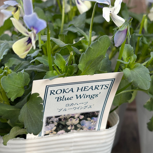 ロカハーツ「ブルーウィングス」Flower heartsさん その他素材 Comu