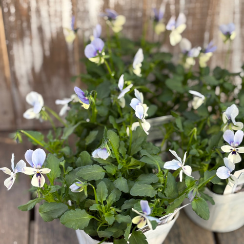 ロカハーツ「ブルーウィングス」Flower heartsさん その他素材 Comu