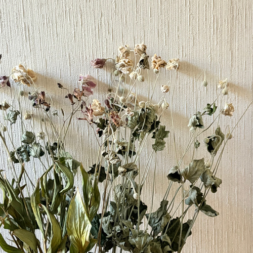 シュウメイギク ホトトギス 50cm 16本 ＊ 茶花 縁起飾り お正月飾り 山