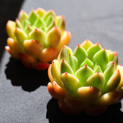 オレンジ（橙） 多肉植物 のおすすめ人気通販｜Creema(クリーマ