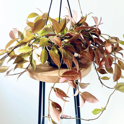 Premium Plants】エバーフレッシュ ネムノキ 観葉植物 大型 c Premium