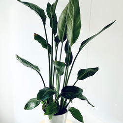 Premium Plants】エバーフレッシュ ネムノキ 観葉植物 大型 c その他