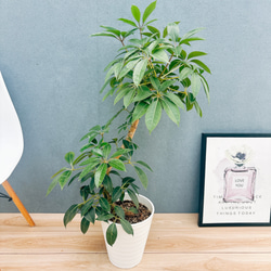 現品］【希少】3番 アロエ ラモシシマ 幹立ち 8号 観葉植物 レア