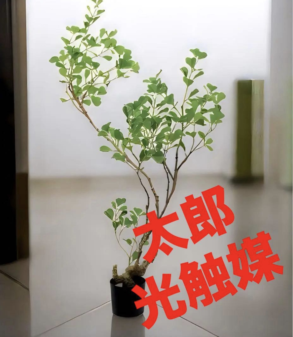 光触媒　人工観葉植物　フェイクグリーン　フィカストライアンギュラスpo