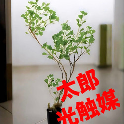 光触媒 人工観葉植物 ウォールグリーン フェイクグリーン アーバン